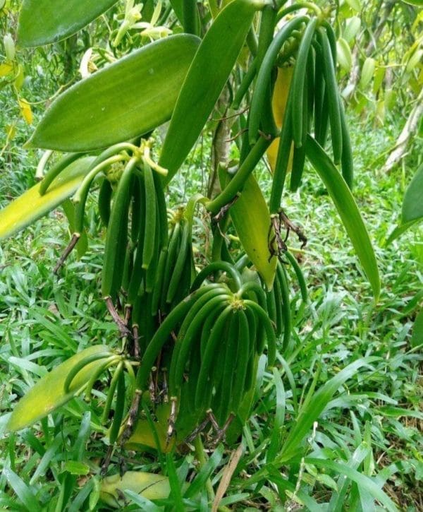 5 gousses de Vanille bourbon de Madagascar 16-18cm Gourmet/Premium/Collection VAVASAHA – Image 9